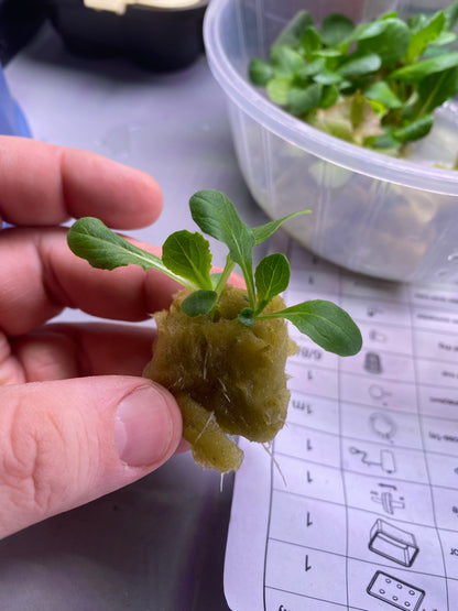 Close-up of a small plant in a hydroponic growing kit with leafy greens in a plastic container.