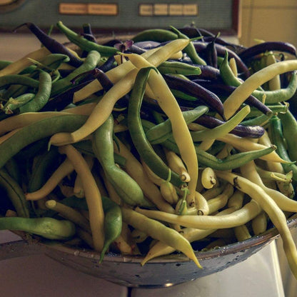 Trilogy Bush Bean Mix with green, yellow, and purple heirloom beans in a bowl.
