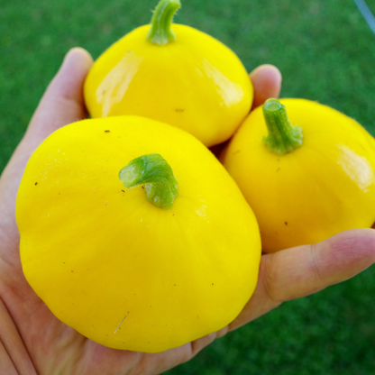 Squash Patty Pan F1 Lemon Sun / Courgette Patty Pan F1 Lemon Sun