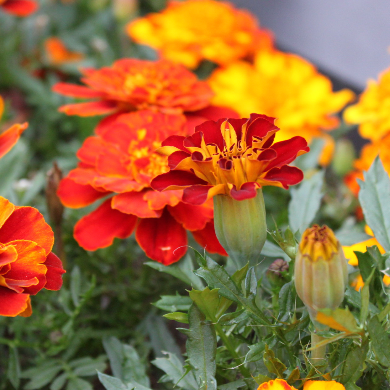 French Marigold Sparky / Marigold Français Sparky