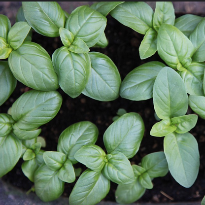 Genovese NT Basil / Basilic NT Genovese