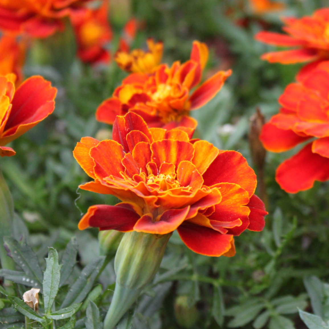 French Marigold Sparky / Marigold Français Sparky