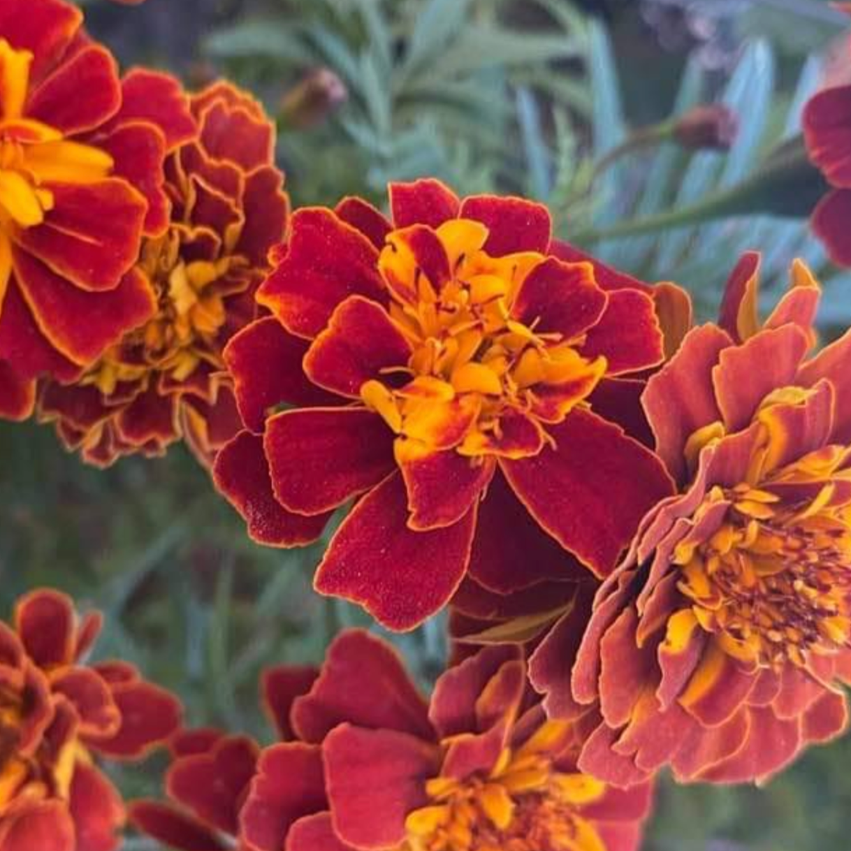 French Marigold Sparky / Marigold Français Sparky