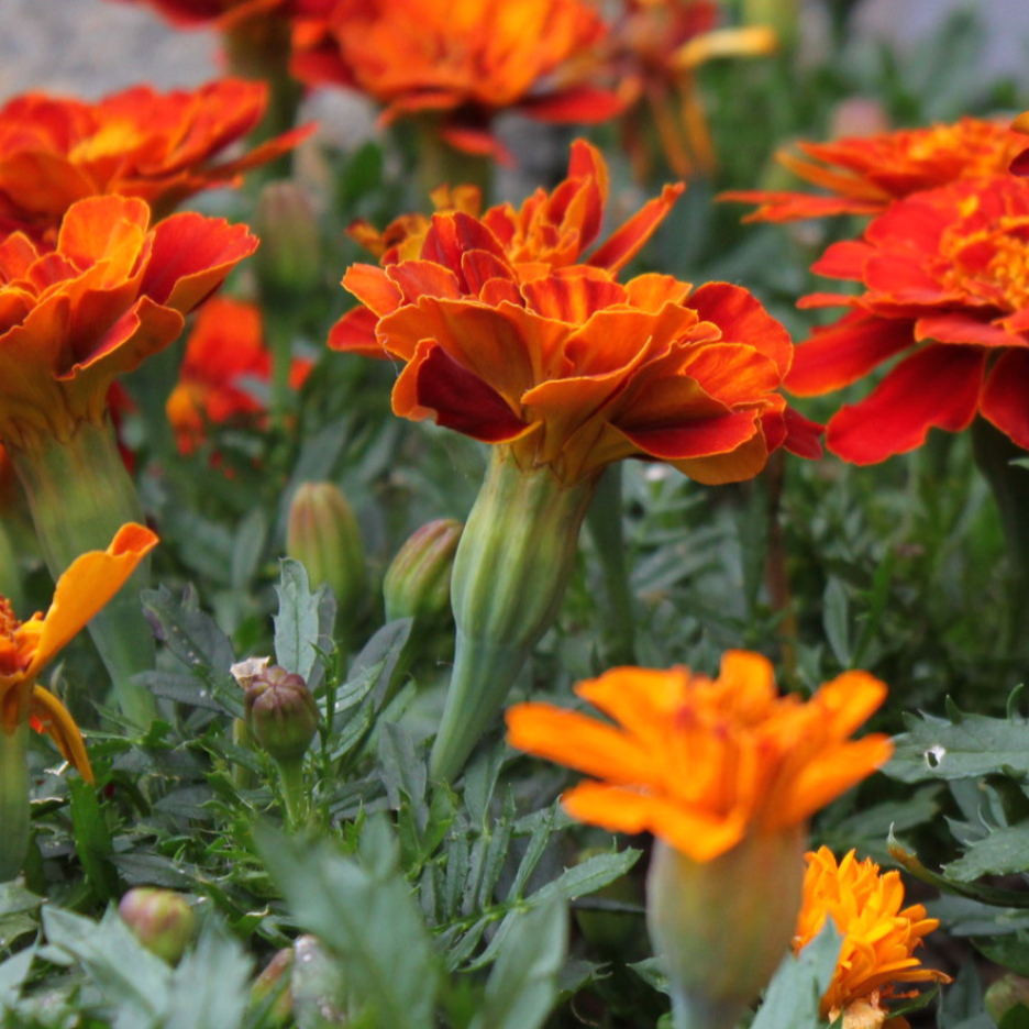 French Marigold Sparky / Marigold Français Sparky